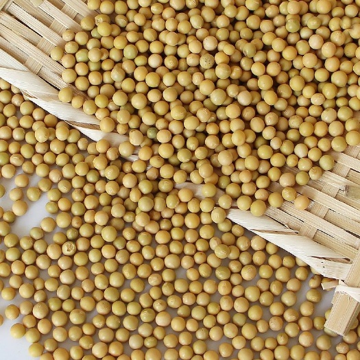 黄芽豆  黄豆  东升一号 690小金黄  芽豆专用