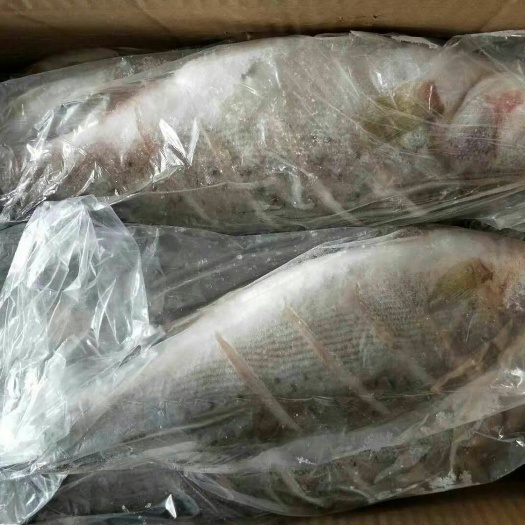  鲈鱼