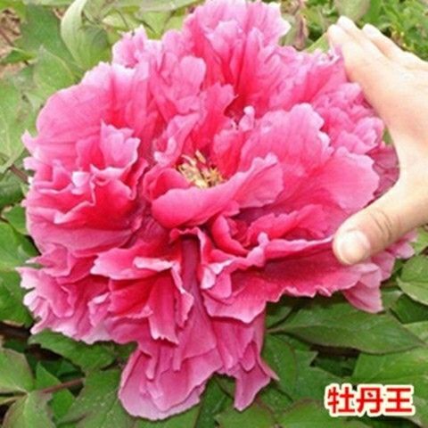 沭阳县观赏牡丹 2cm以下 4cm以下 0.5~1米 