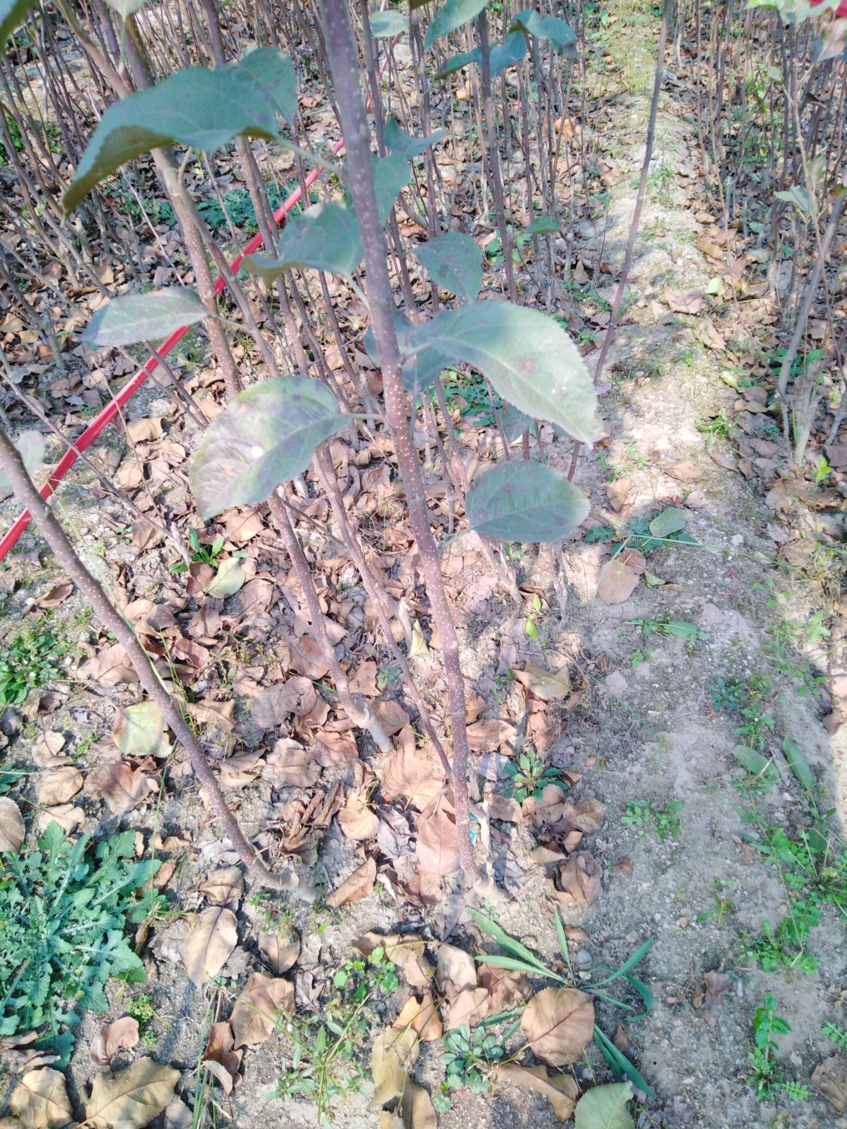 红星苹果树苗 1~1.5米