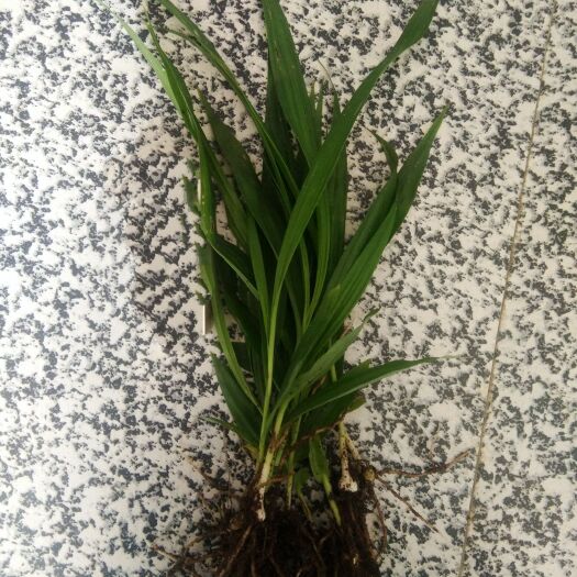 正安县白芨苗