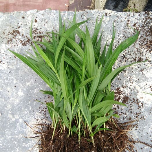 正安县白芨苗 