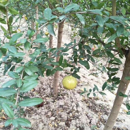 荥阳市突尼斯软籽石榴树苗