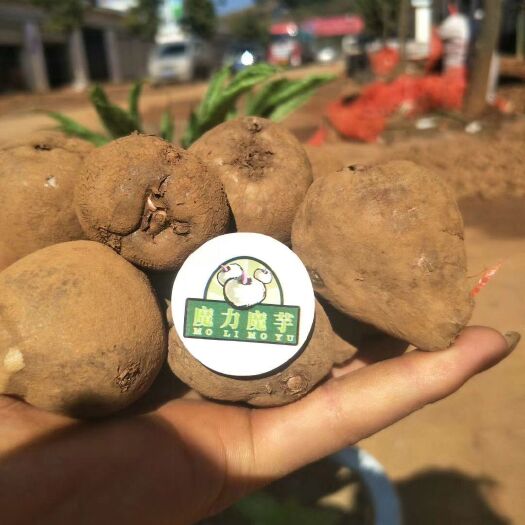 富源县魔芋种子
