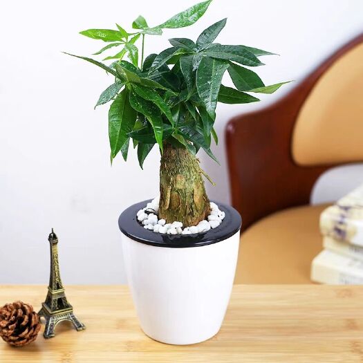 新沂市独杆发财树