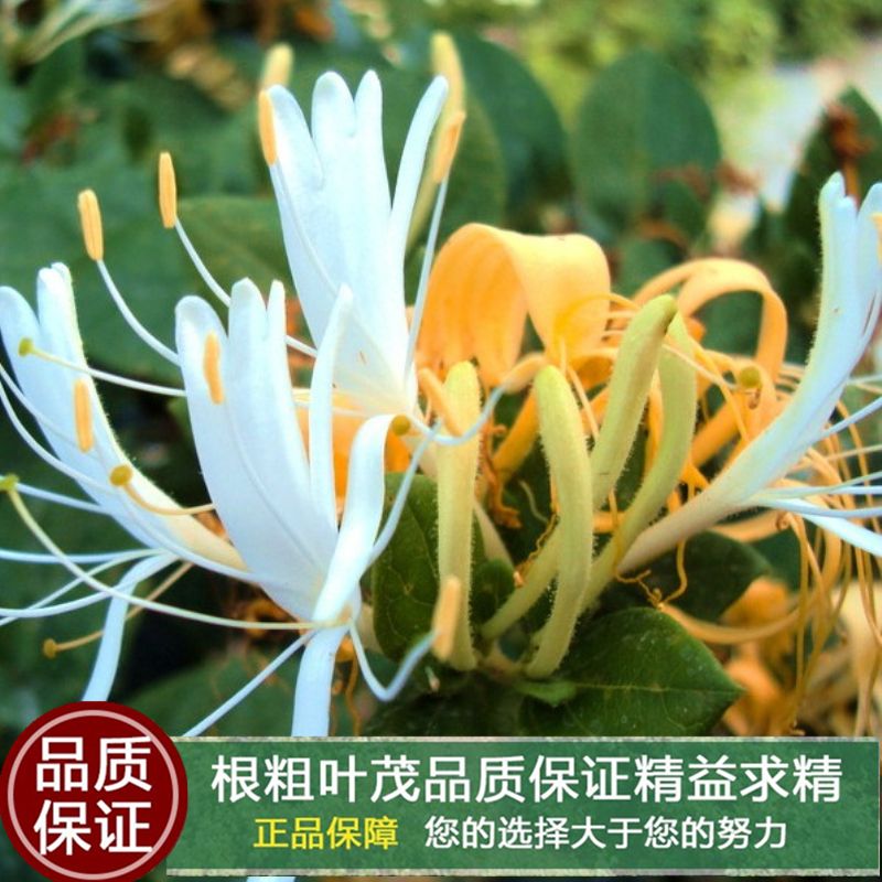 树形金银花 30~40公分 