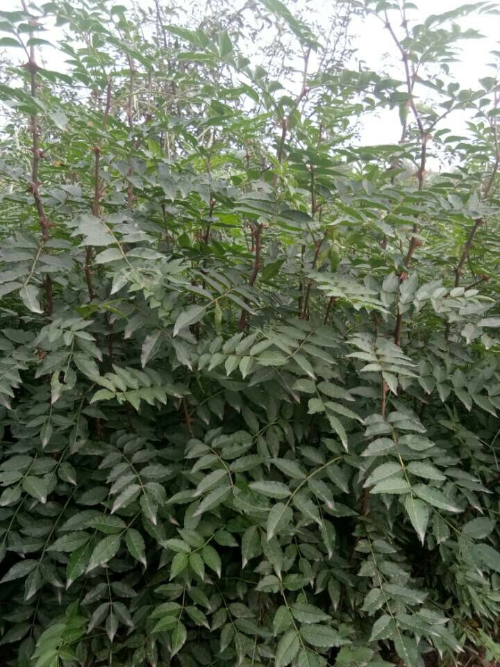 花椒种子