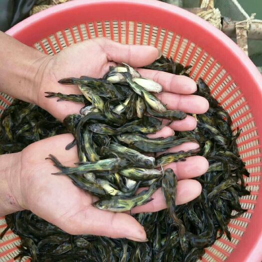 四会市黄骨鱼苗