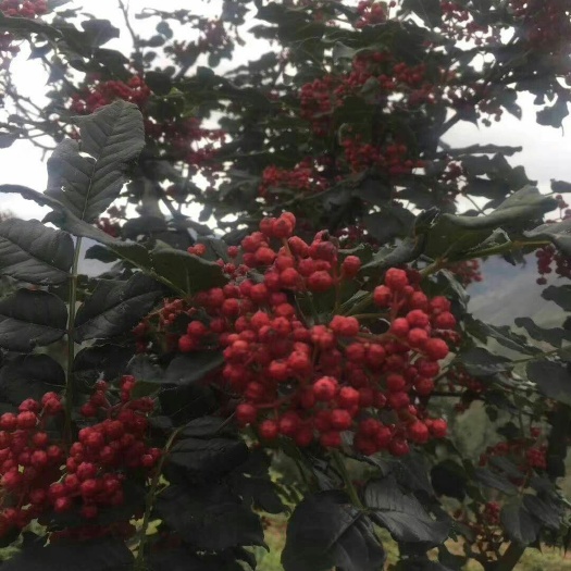 陇南 花椒苗 伏椒 武都大红袍梅花椒 包邮包技术