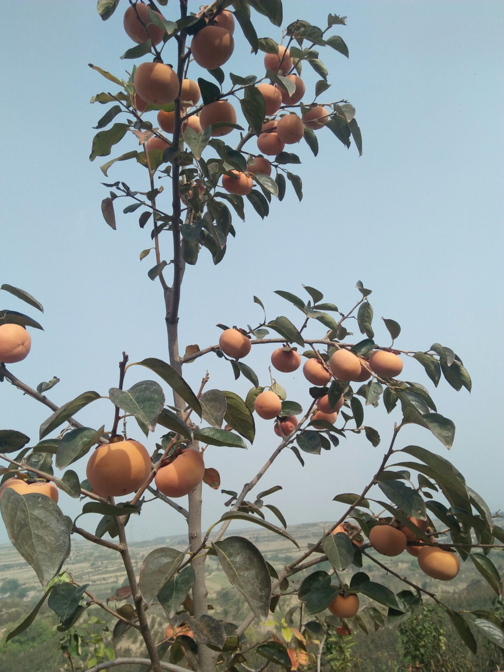 山西阳丰巧克力脆柿子，火葫芦
