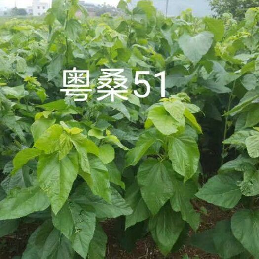 横州市粤桑51号桑树苗 实生苗 裸根苗养蚕专用耐寒抗旱大叶杂交品种