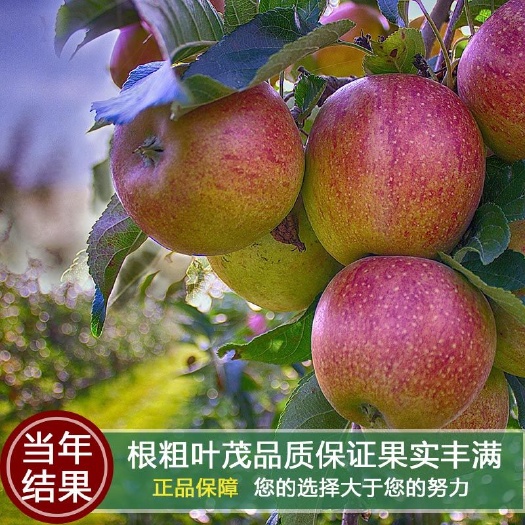 平邑县红富士苹果苗 1~1.5米 