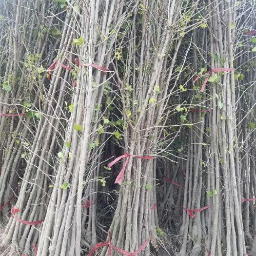 邳州市银杏实生苗 