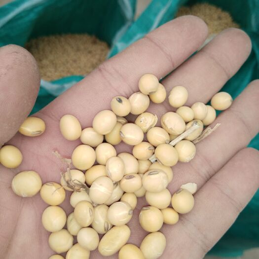 灵璧县黄大豆 生大豆 2等品