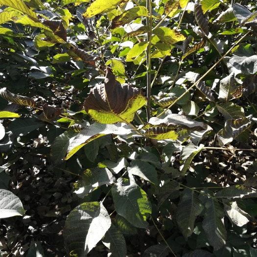 泰安8518核桃苗 