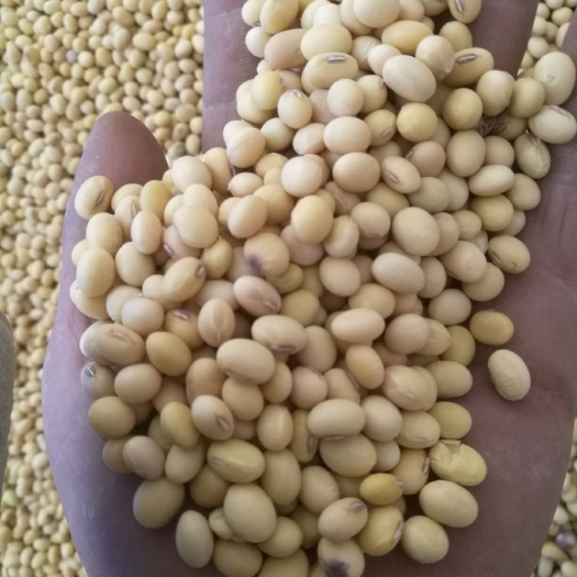 凤阳县中黄13黄豆 生大豆 1等品