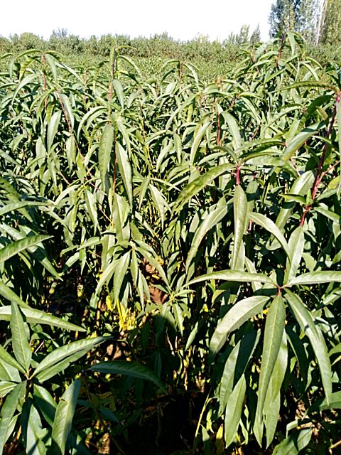 秋彤桃树苗 秋彤桃苗  原圃苗 现挖现发 无根瘤无线虫 保成活率 保品种