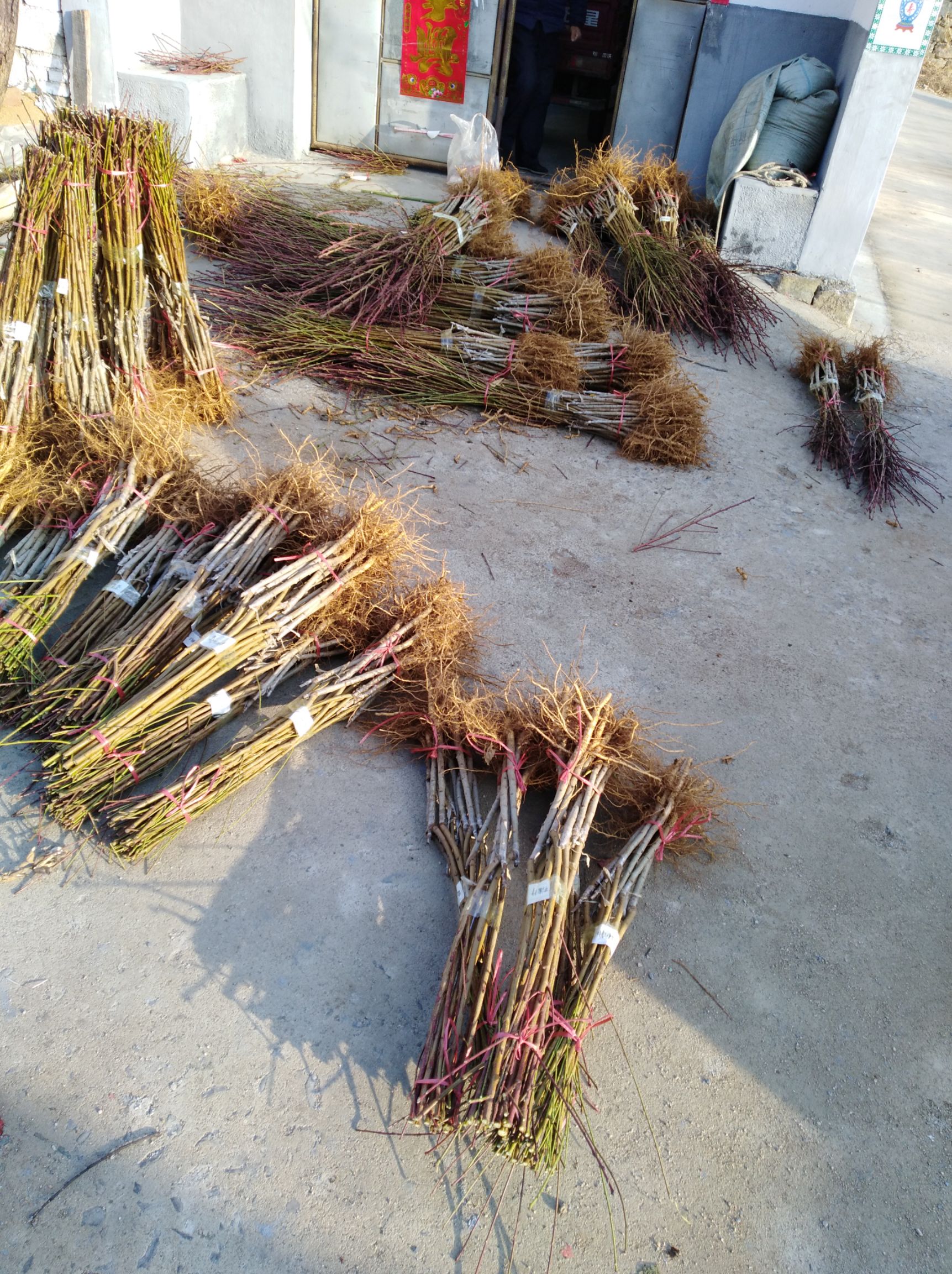 秋彤桃树苗 秋彤桃苗  原圃苗 现挖现发 无根瘤无线虫 保成活率 保品种