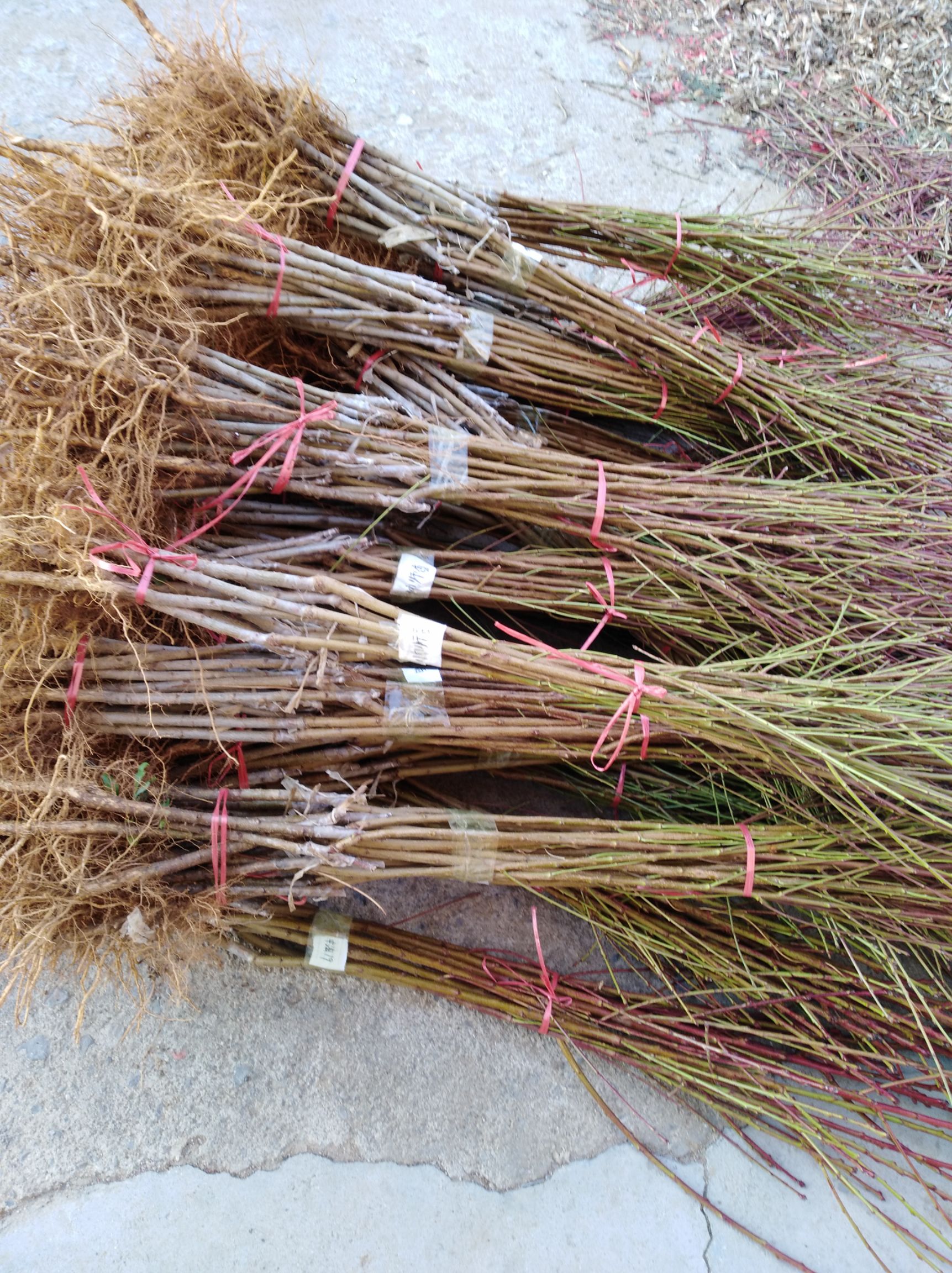 秋彤桃树苗 秋彤桃苗  原圃苗 现挖现发 无根瘤无线虫 保成活率 保品种