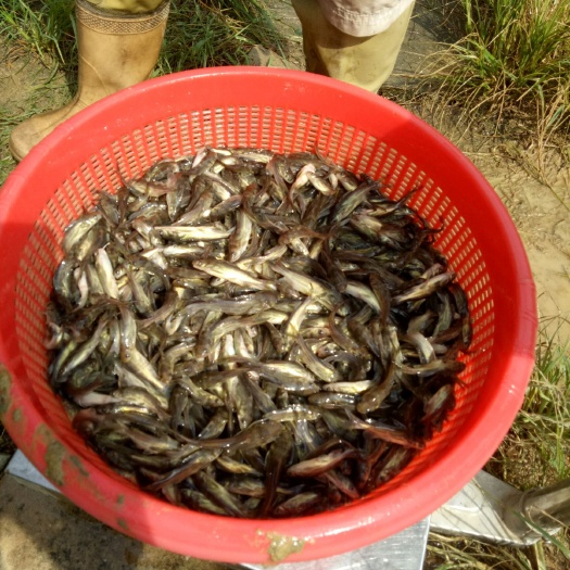 佛山黄骨鱼苗