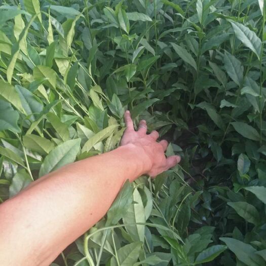 三江县福云6号茶树苗 实生苗 0.5米以下