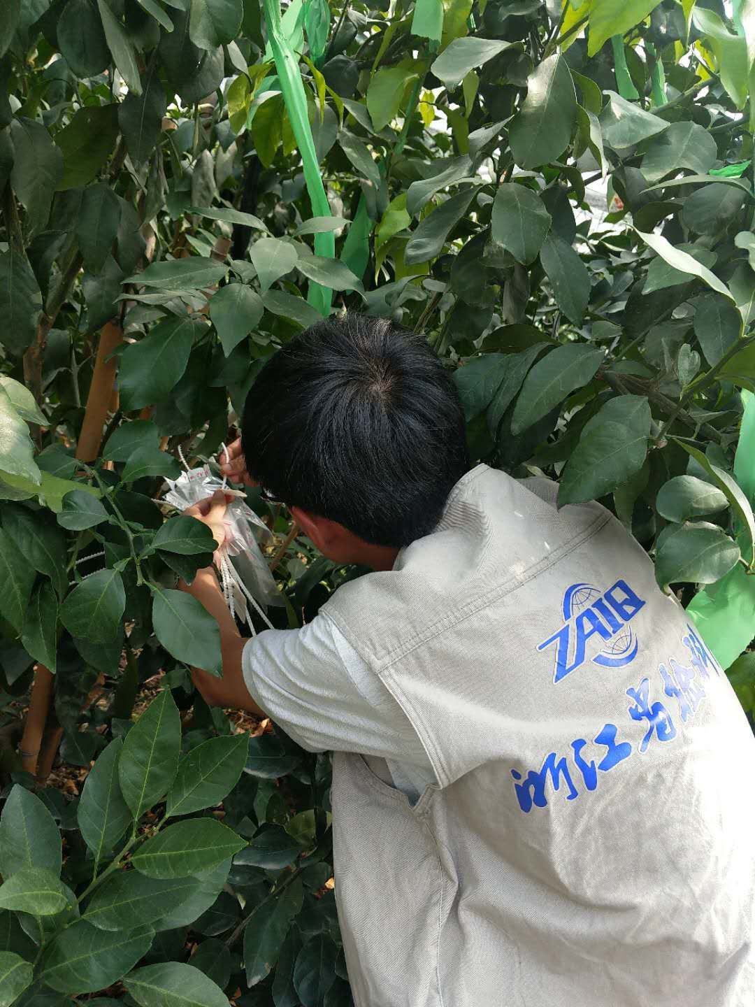 柑桔  明日见柑橘，高糖多汁果肉脆！