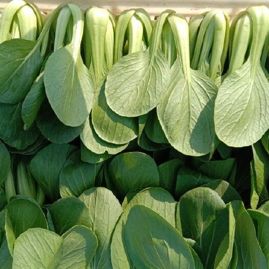 曹县精品油菜上海青小白菜大量上市中