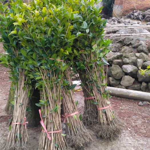 咸宁桂花树苗 