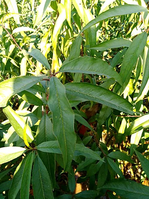 秋彤桃树苗 秋彤桃苗  原圃苗 现挖现发 无根瘤无线虫 保成活率 保品种