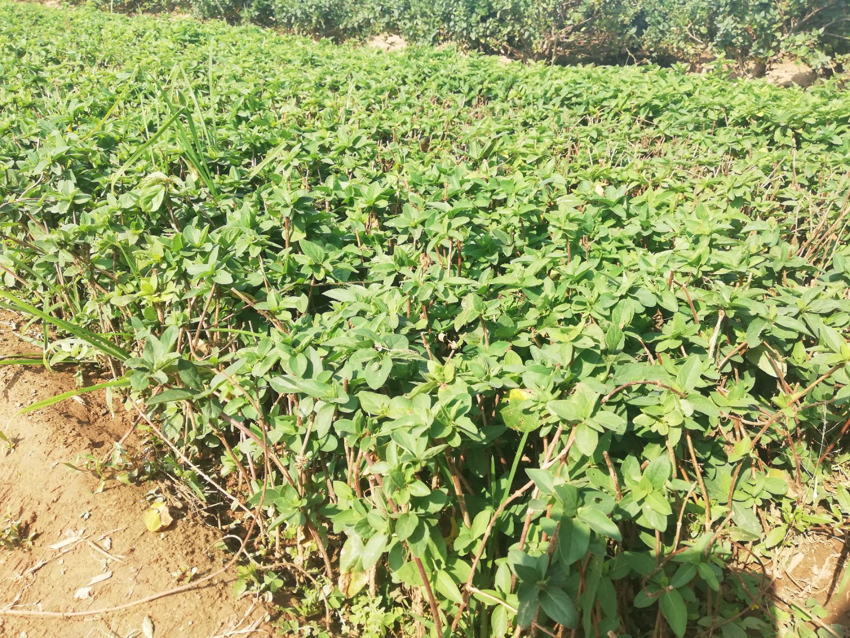 四季金银花 30~40公分