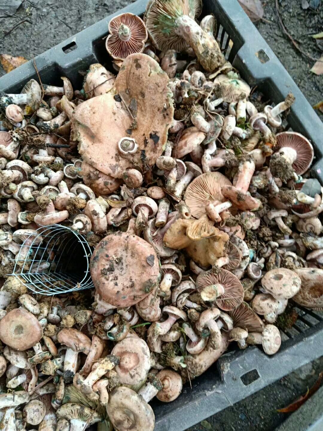鸡枞菌菌种