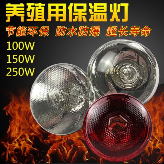 漏糞板 加厚畜牧保溫?zé)襞?防水防爆紅外線仔豬燈泡 養(yǎng)殖取暖燈
