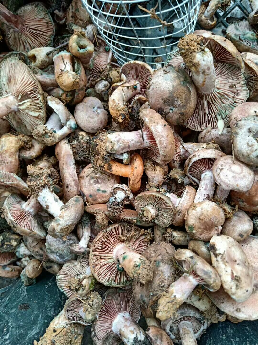 鸡枞菌菌种