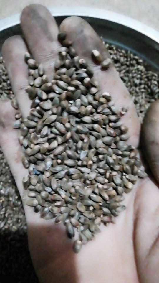 泰安侧柏种子水漂净种子出售发芽率95%以上
