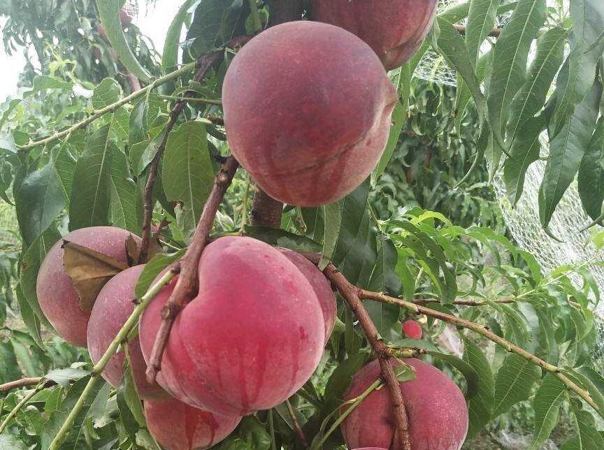 秋彤桃树苗 秋彤桃苗  原圃苗 现挖现发 无根瘤无线虫 保成活率 保品种