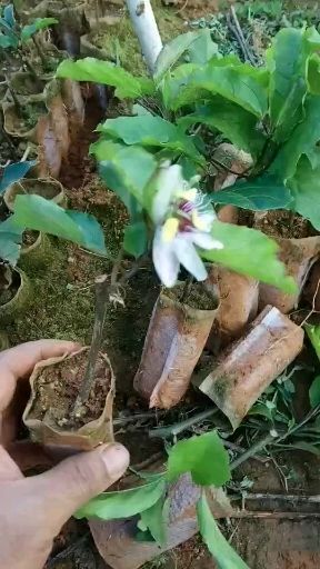 灵山县无核黄皮果苗 黄金百香果苗