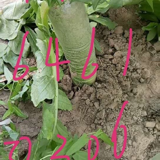 潍坊潍县青萝卜 0.2~1斤 