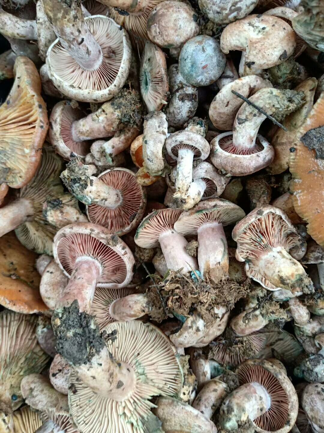 鸡枞菌菌种