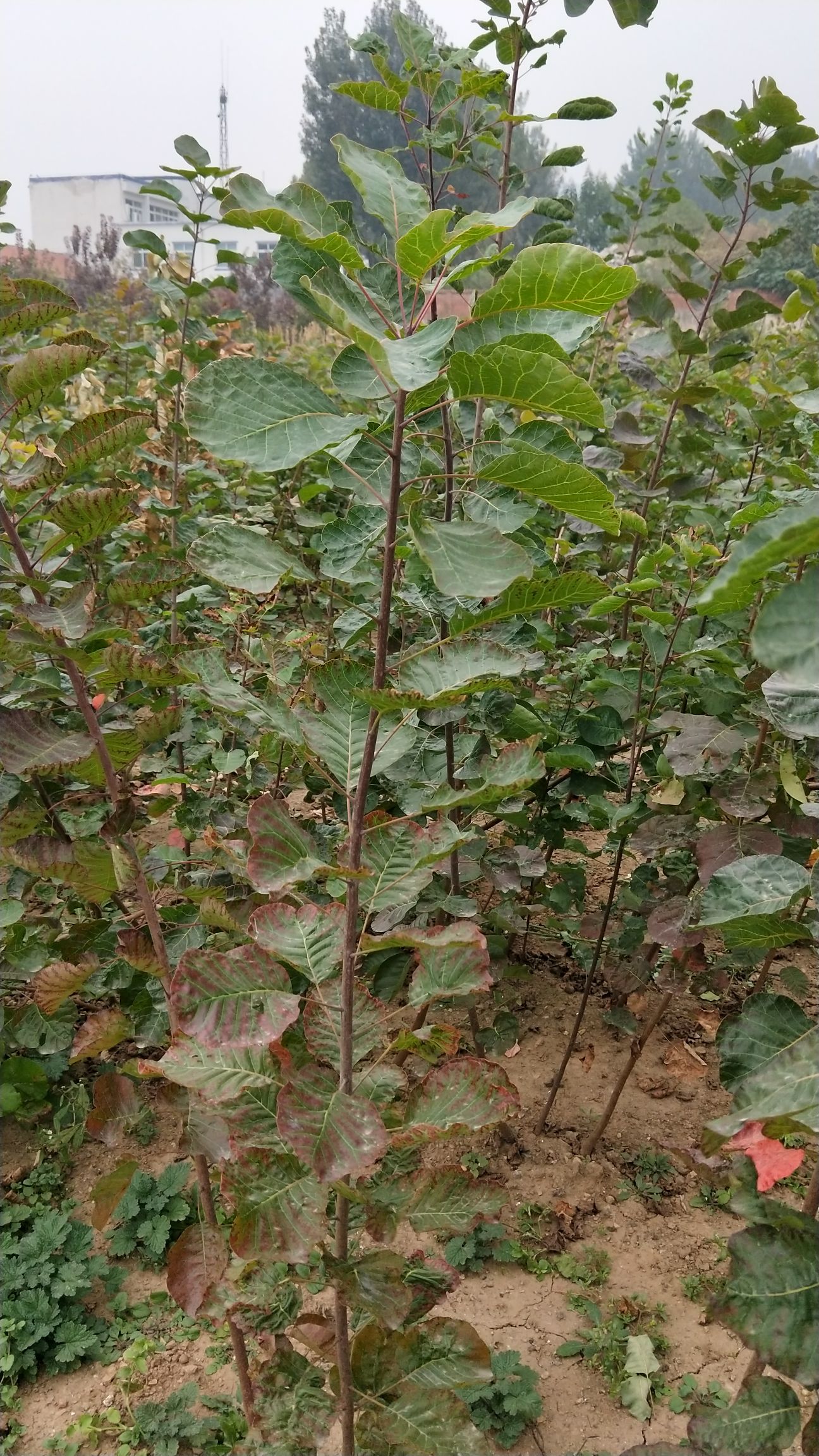 红栌苗