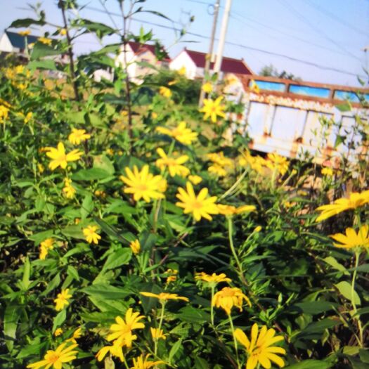 东台市南菊芋9号
