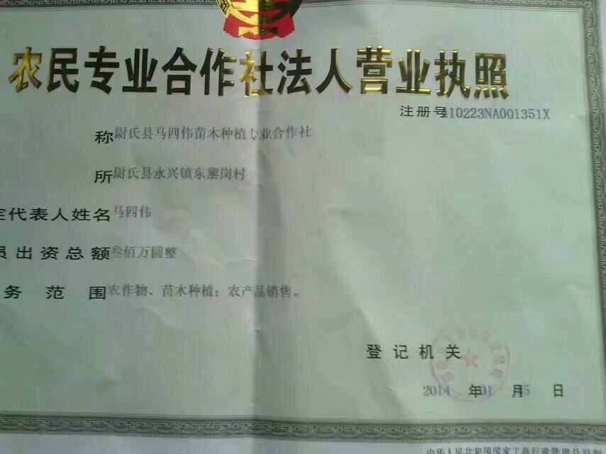107杨