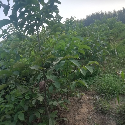 泰安香玲核桃苗 