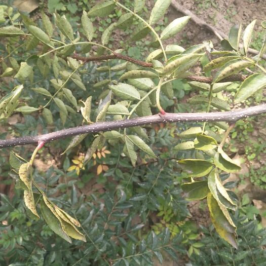 韩城市无刺花椒苗 