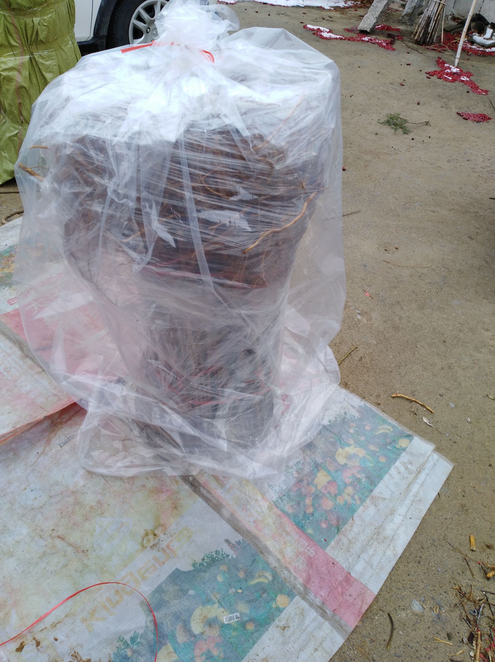 秋彤桃树苗 秋彤桃苗  原圃苗 现挖现发 无根瘤无线虫 保成活率 保品种