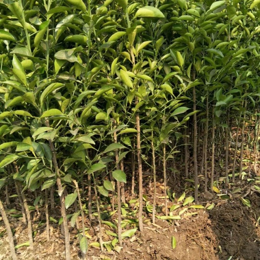 松滋市南丰蜜桔苗 嫁接苗 0.5~1米