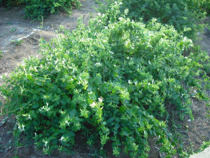 平邑县四季金银花 20~30公分