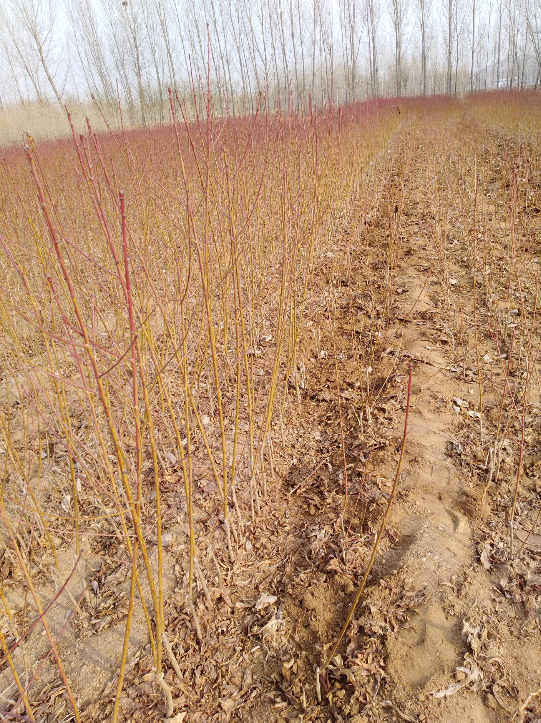 秋彤桃树苗 秋彤桃苗  原圃苗 现挖现发 无根瘤无线虫 保成活率 保品种