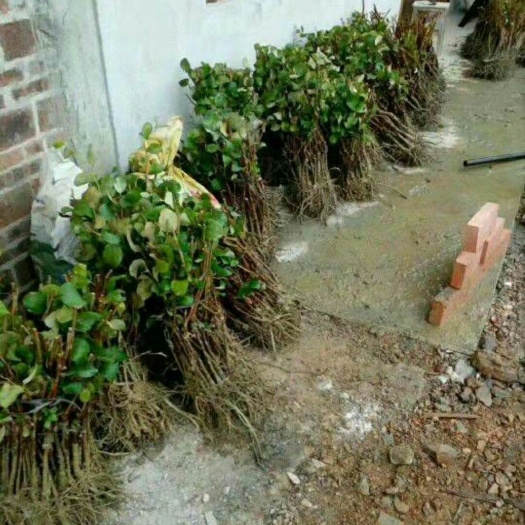 灵山县青枣苗