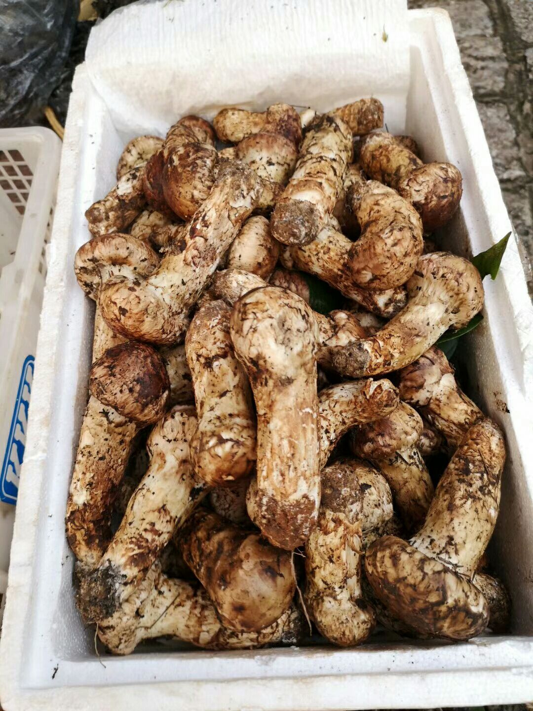 红藜麦  松茸，松露，虫草，