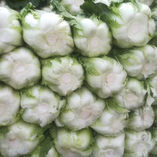 高山黄心大白菜，净菜！现货已大量上市，产地直销，保质保量！